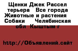 Щенки Джек Рассел терьера - Все города Животные и растения » Собаки   . Челябинская обл.,Кыштым г.